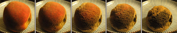 Growing mould on a fruit