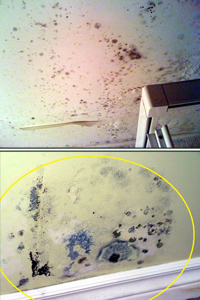 Mould on the ceiling