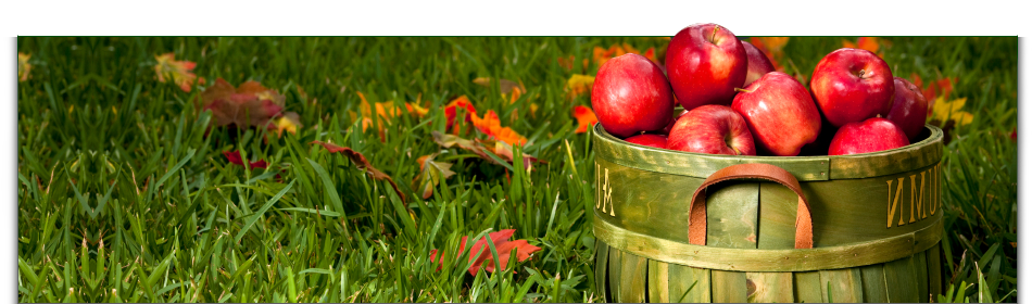 Toronto Mould Inspector