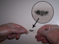 Tape-lift Mould Sample